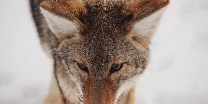 温登森特PLC：驱动智能制造转型的核心引擎